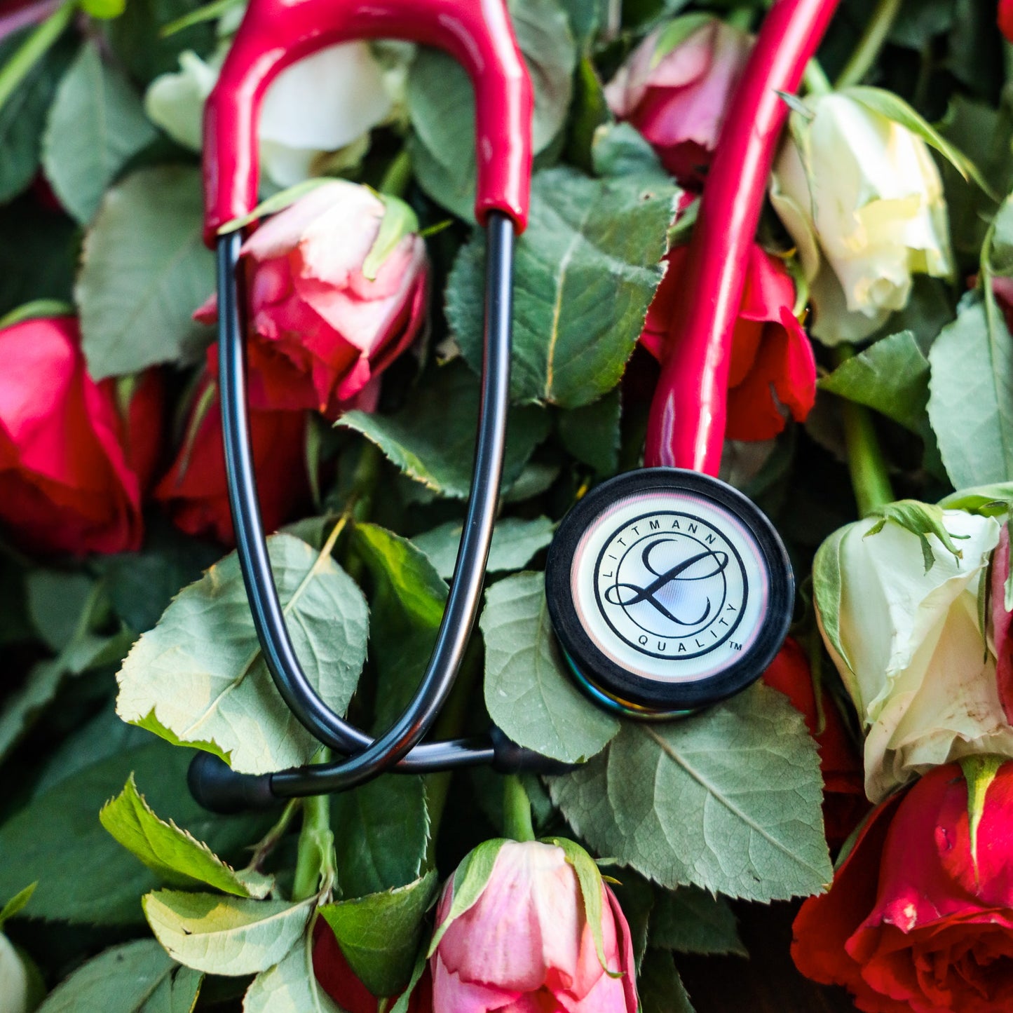 Littmann Classic III Stethoscope: Champagne & Burgundy 5864